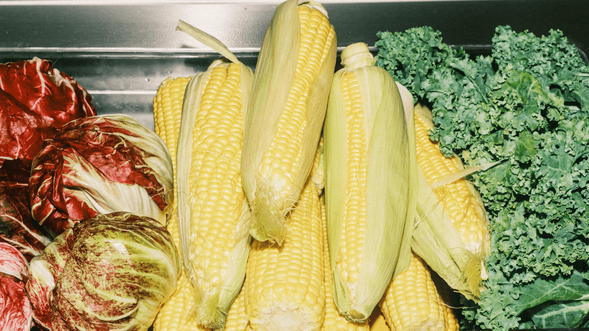 Overhead shot of fresh seasonal produce: corn cobs in husks, red cabbage heads and curly kale on a stainless‑steel prep surface