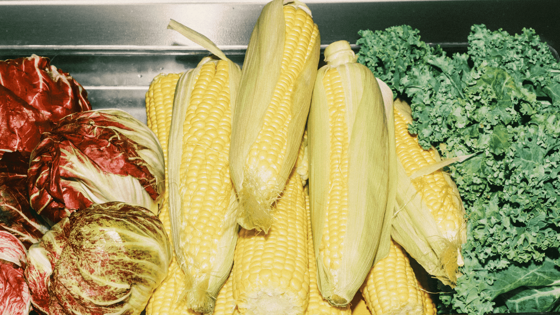 Overhead shot of fresh seasonal produce: corn cobs in husks, red cabbage heads and curly kale on a stainless‑steel prep surface